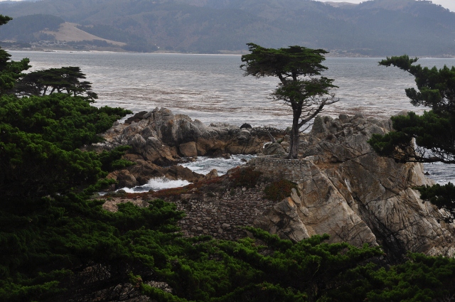the Lone Cypress